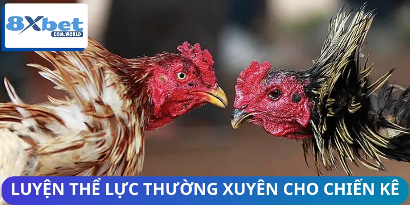 Cách Tập Luyện Cho Gà Chọi Chuẩn Để Gà Chiến Đấu Tốt Hơn 3 Những bài tập thể lực để thực hiện cho gà chọi