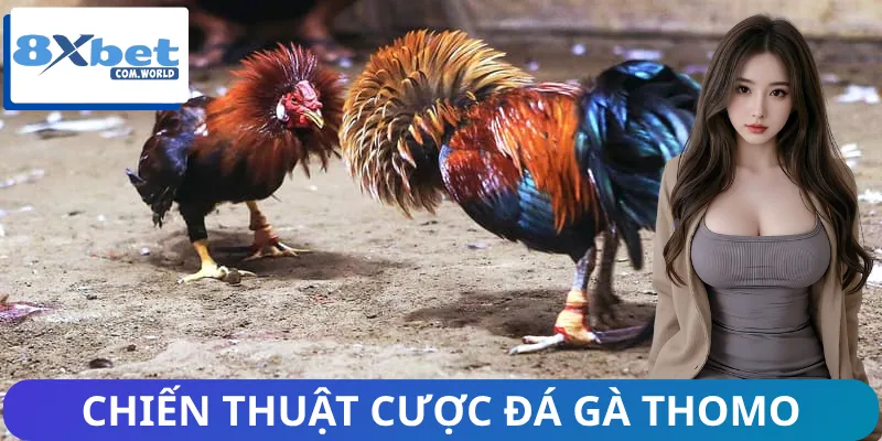 Đá Gà Thomo | Thánh Địa Của Những Chiến Kê Máu Lửa 3 Từng thủ thuật chơi đá gà Thomo