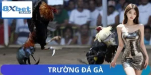 Trường Đá Gà – Thế Giới Đỉnh Cao Của Những Chiến Kê