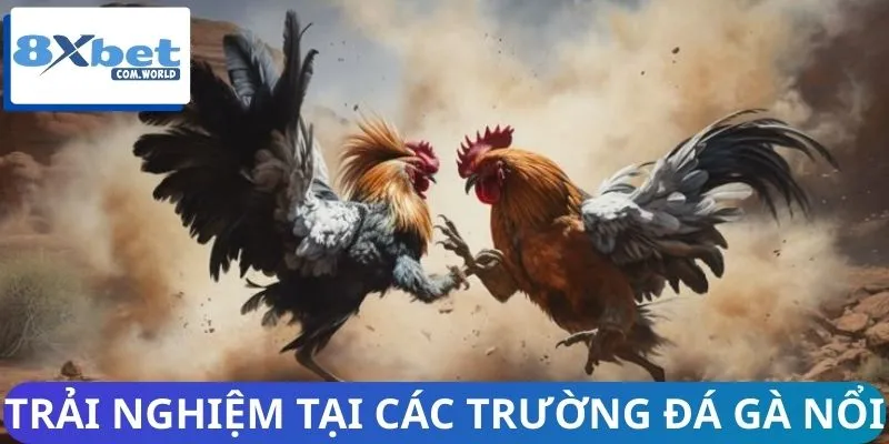 Trường Đá Gà – Thế Giới Đỉnh Cao Của Những Chiến Kê 3 Top 3 trường đấu gà hot nhất hiện nay