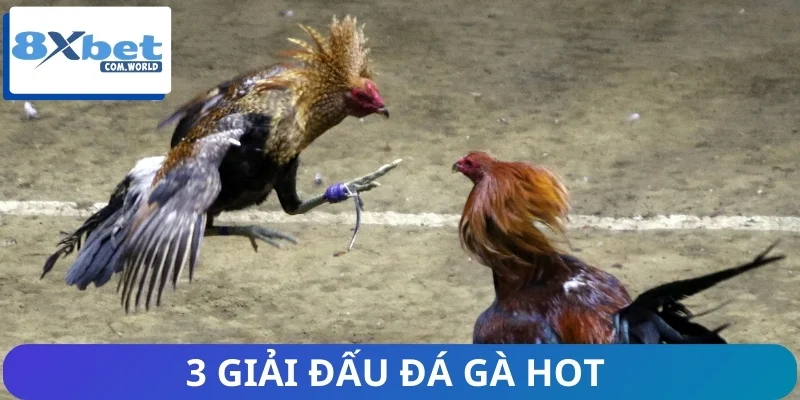 3 giải đấu đá gà hot được cập nhật mỗi ngày